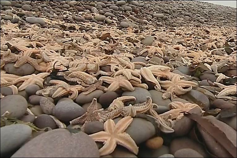  47490702 starfish gallery1