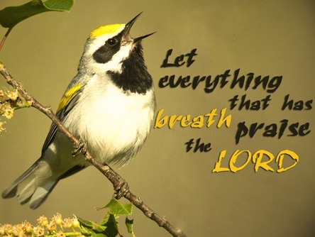 let-everything-that-has-breath-praise-the-Lord-bird-singing-christian-wallpaper-hd 1024x768