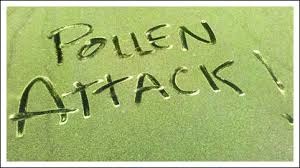 pollen