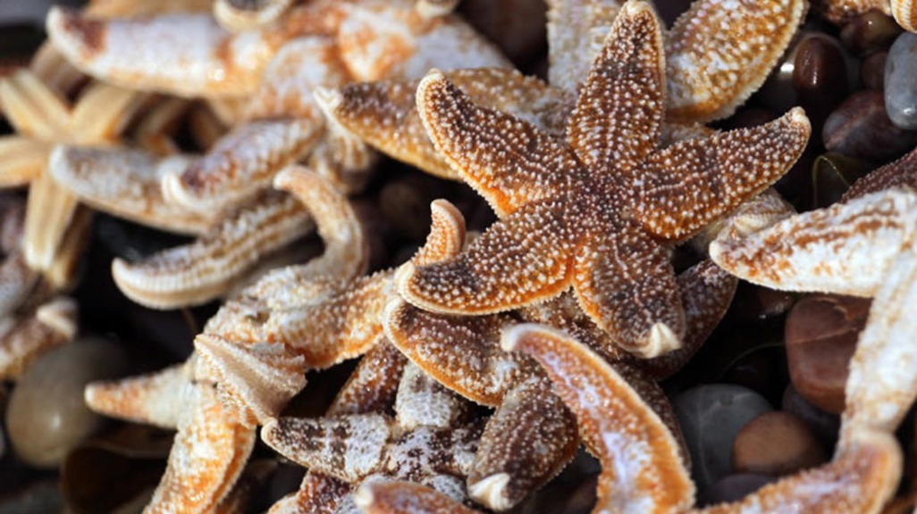 Starfish-97818550