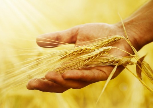 Wheat-in-hand-537x379